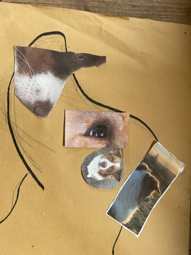 Hundefüherschein: Körperteile im Vergleich. Mensch und Hund