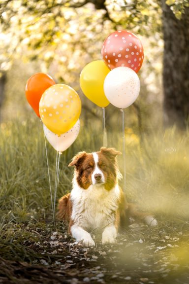 Happy Birthday - 3 Jahre Wilma